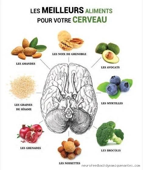 Quel est le meilleur régime alimentaire pour la santé du cerveau  ?