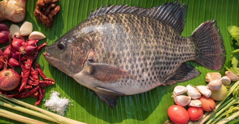 Quel est le poisson le plus sain que l'on puisse manger ? Le verdict sans filtre entre bienfaits nutritionnels et pollution marine