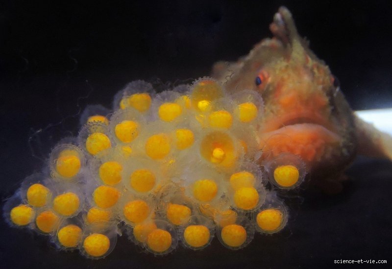 Quel est le poisson le plus sûr au monde pour votre santé et pour l'océan ?