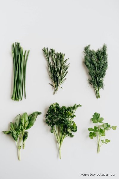 Quel légume mettre à côté des oignons pour réussir son potager bio et booster ses récoltes ?