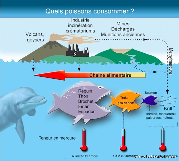 Quel poisson est un superaliment ? Le guide complet pour choisir entre densité nutritionnelle et pureté des océans