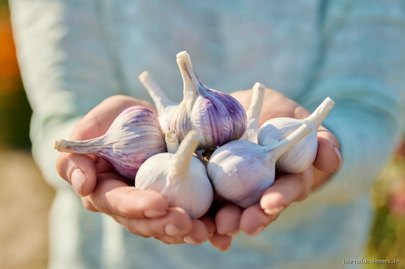 Quel risque de manger trop d'ail et pourquoi notre passion pour ce condiment a des limites cachées
