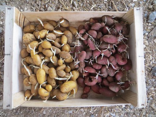 Quelle est la meilleure façon de conserver les pommes de terre pour éviter qu'elles ne germent ou ne verdissent en trois jours ?