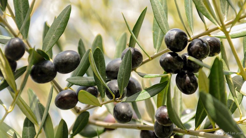 Quelle est la meilleure olive ?
