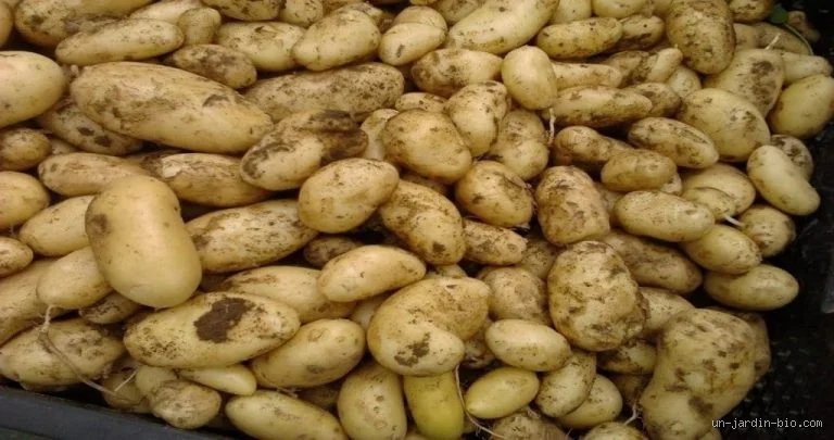 Quelle pomme de terre résiste le mieux au mildiou ? Le guide ultime pour sauver vos récoltes sans pesticides