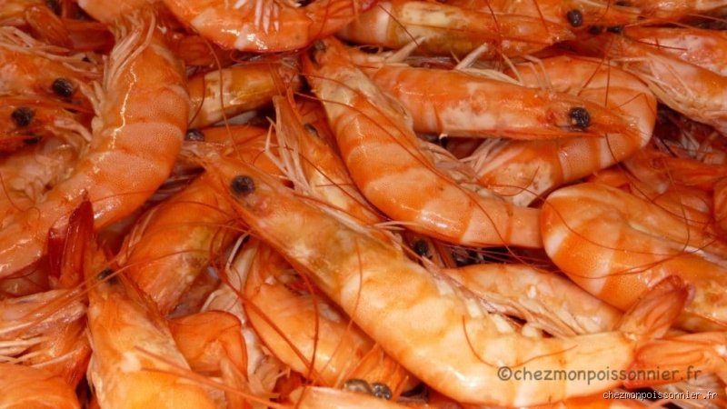 Quelle quantité de crevettes par jour ?