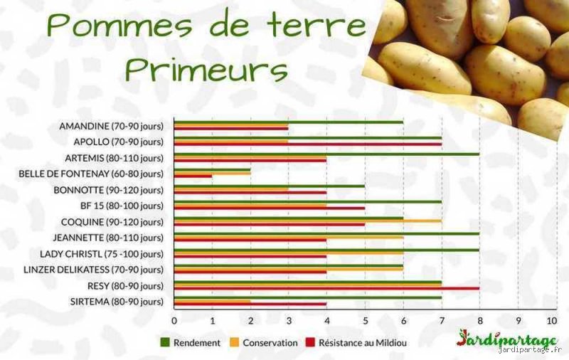 Quelle variété de pommes de terre peut être récoltée en 60 jours : le guide des récoltes ultra-précoces pour jardiniers pressés