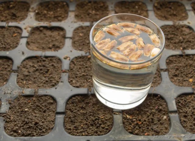 Quelles graines faut-il faire tremper pour booster leurs nutriments ?