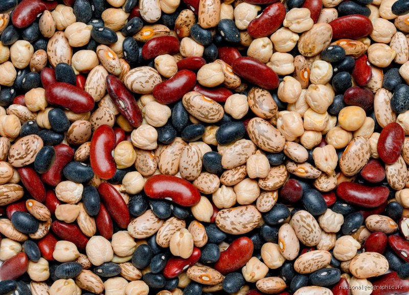 Quels haricots sont bons pour le cholestérol ?