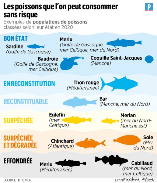 Quels poissons manger sans risque pour votre santé et l'équilibre des océans ? Le guide complet pour choisir sans paniquer