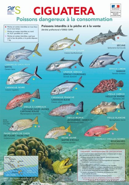 Quels sont les 4 poissons à éviter absolument pour préserver votre santé et les océans ?