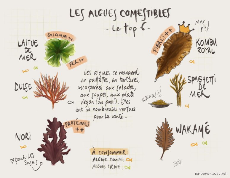 Quels sont les meilleurs algues pour la santé : le guide ultime des super-aliments marins pour booster votre vitalité