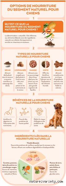 Quels sont les meilleurs légumes pour les chiens ? Guide complet pour booster la gamelle de votre compagnon