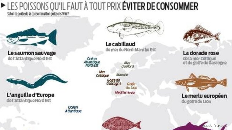 Quels sont les poissons les plus sûrs à consommer régulièrement sans risquer sa santé sur le long terme ?