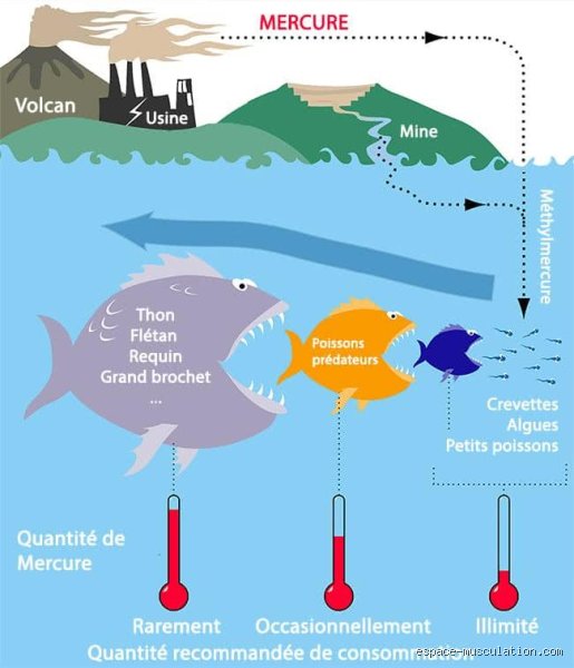 Manger des crevettes sans crainte : quelle est la vérité sur le mercure ?