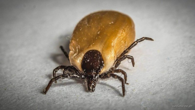 Comment savoir si j'ai des acariens dans la maison ?
