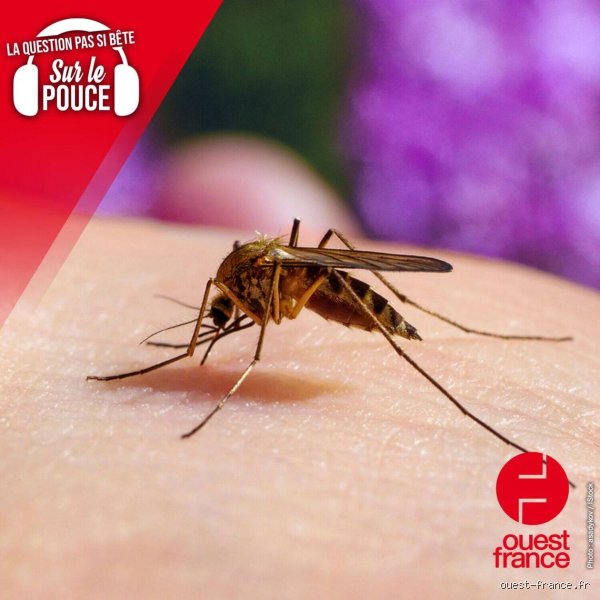 Pourquoi les piqûres de moustiques ne me grattent pas ?