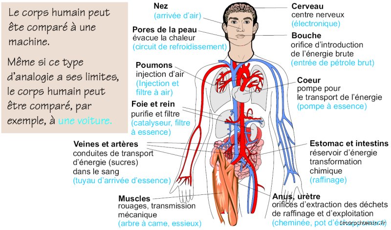 Comment libérer l'énergie stockée dans mon corps ?