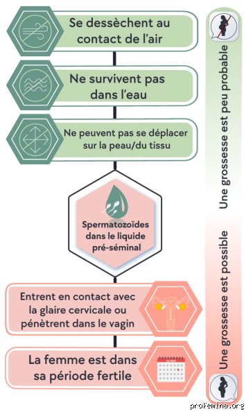 Est-ce possible de tomber enceinte sans faire l'amour selon les experts en gynécologie