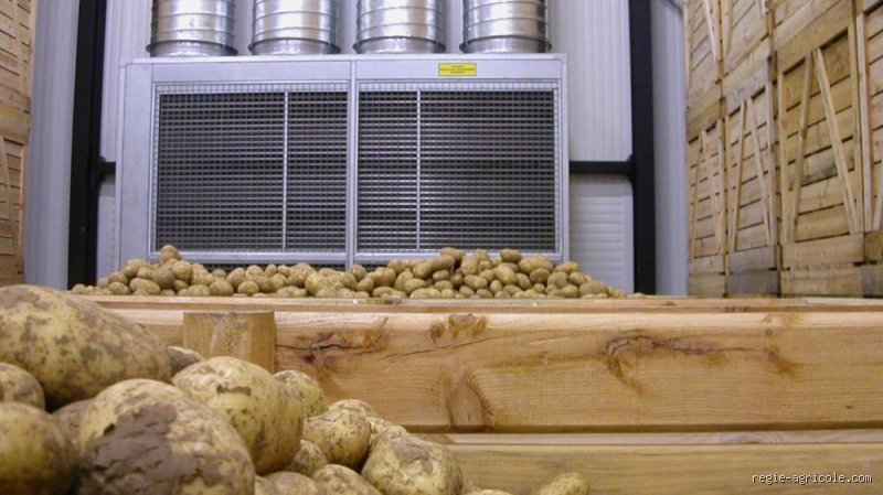 Où est le meilleur endroit pour poser mon seau à pommes de terre pour maximiser la conservation et éviter le verdissement ?
