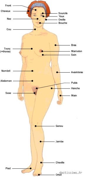 Quelle partie du corps plaît aux femmes ? Le guide ultime pour comprendre les réels atouts de l'attraction masculine