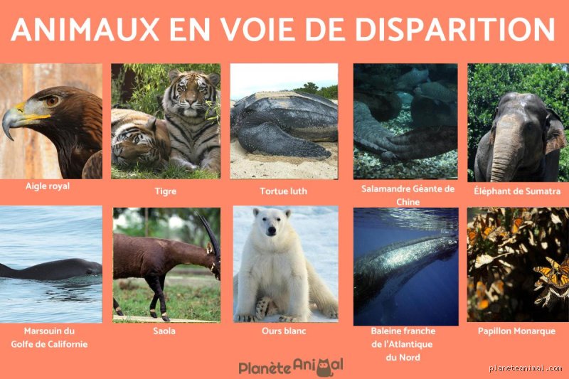 Quels noms sont menacés de disparition ? Enquête sur l’extinction silencieuse de notre patrimoine identitaire