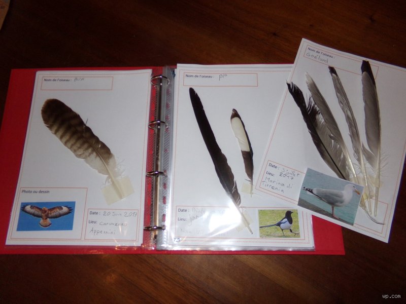 Comment s'appelle un collectionneur de plumes ?