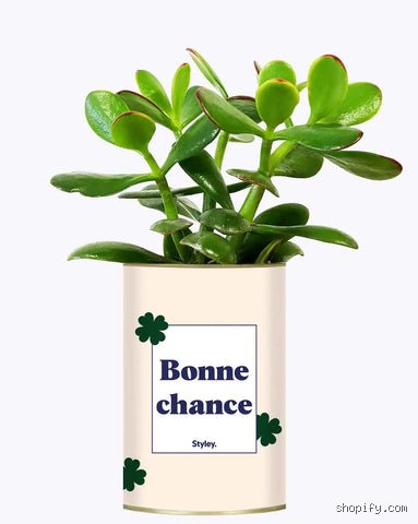 Qu'est-ce qui porte bonheur dans une nouvelle maison ? Enquête sur les rituels secrets d'un emménagement réussi