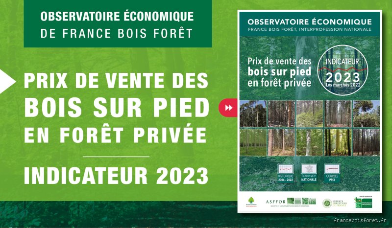 Coupe De Bois Sur Pied