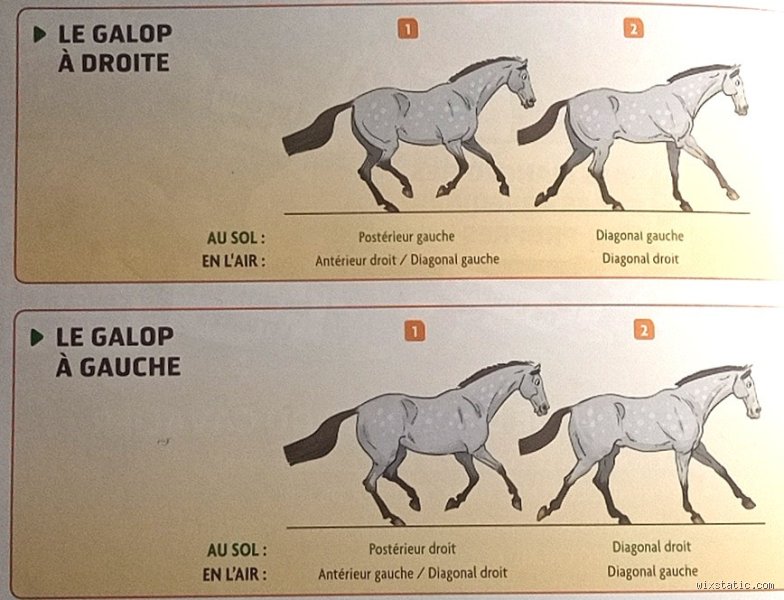 Quel hauteur galop 4 ?