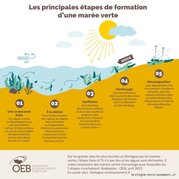 Quelle est la principale cause de la prolifération des algues ? Le poids de l’activité humaine et le dérèglement des écosystèmes aquatiques