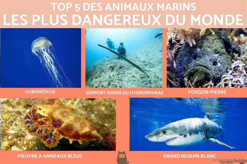 Quelle marine possède la plus redoutable au monde ? Le choc des titans entre puissance de feu et tonnage