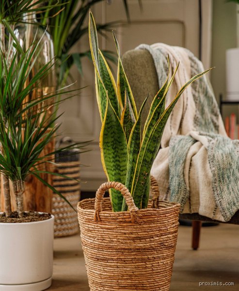 Quelle plante protège la maison ? Le guide ultime pour sécuriser et assainir votre intérieur naturellement