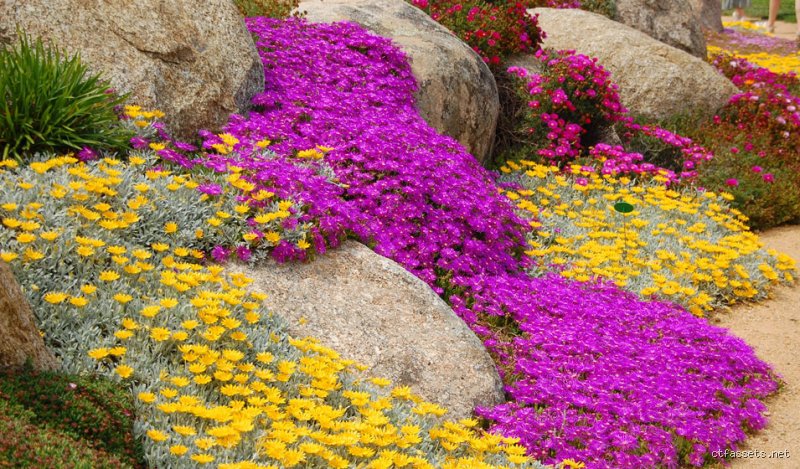 Quelles sont les meilleures plantes vivaces couvre-sol sans entretien pour les extérieurs : le guide pour un jardin autonome
