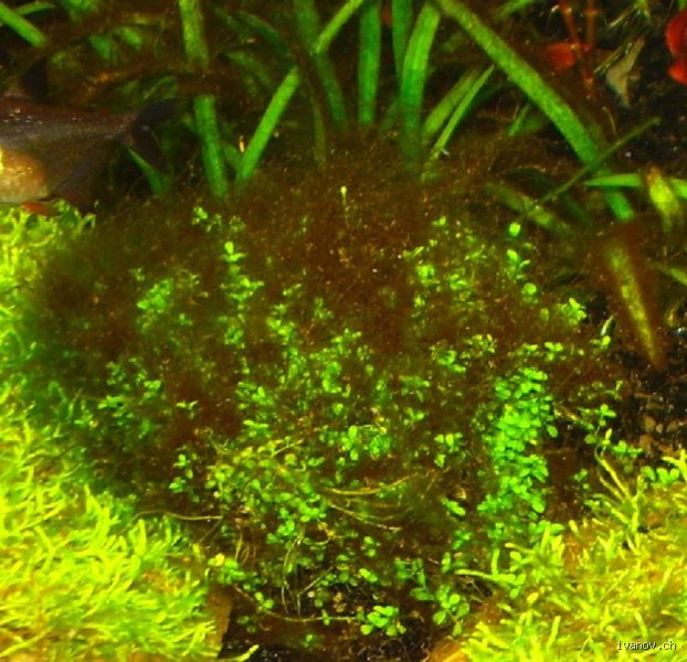 Un excès de lumière peut-il provoquer la prolifération d'algues brunes dans votre aquarium et comment inverser la tendance ?