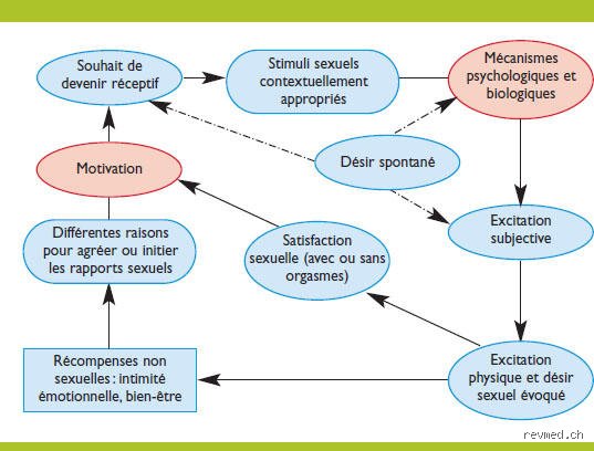 Qu'est-ce qui déclenche le désir masculin ? Entre chimie cérébrale, stimuli visuels et mécanismes psychologiques complexes