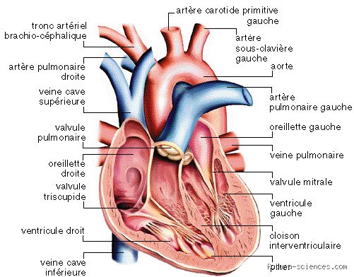 Qu'est-ce qui ouvre le cœur d'un homme ? Décryptage d'une mécanique émotionnelle souvent mal comprise
