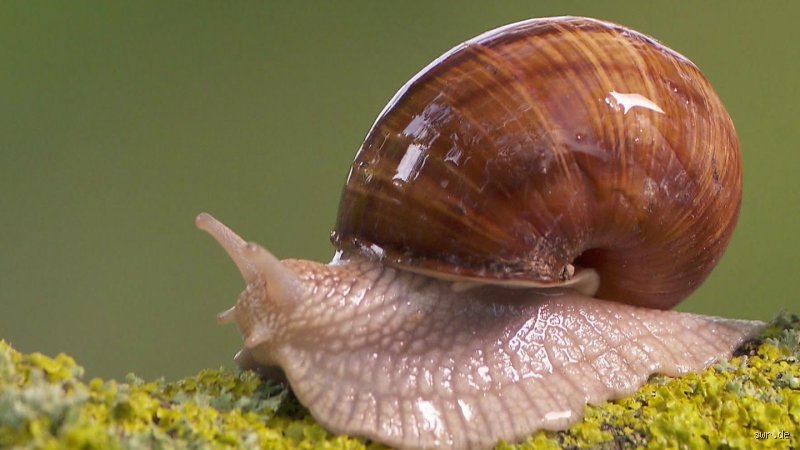 Ist Schnecke ein Schimpfwort?