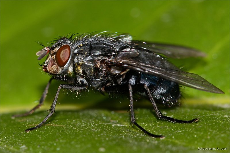 Warum brummt eine Fliege?