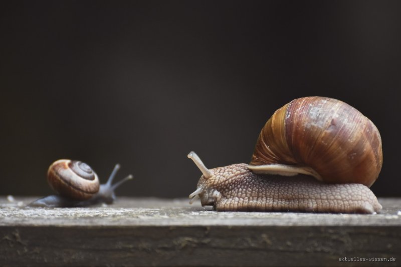 Warum sterben Leute an Schnecken?