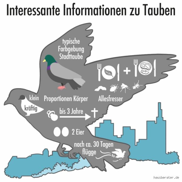 Was heißt Taube auf Plattdeutsch? Die überraschend einfache Antwort und die tiefere Wahrheit