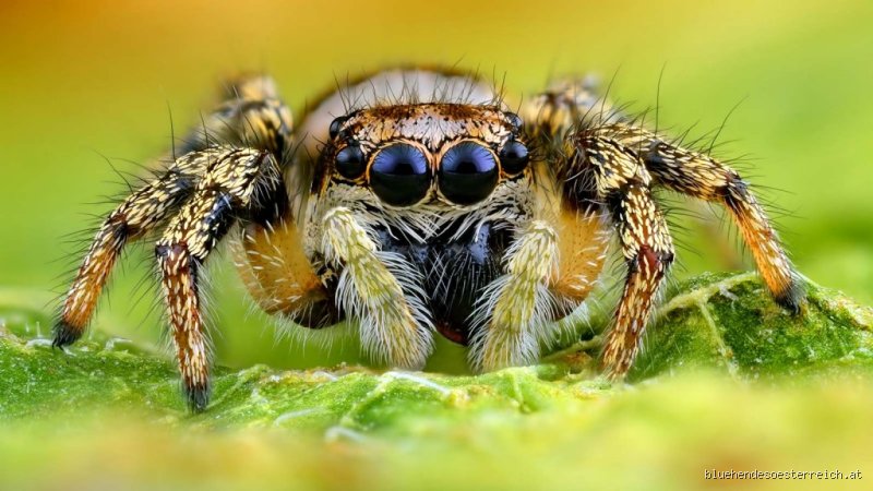 Was lieben Spinnen? Ein tiefer Blick in ihre geheimnisvollen Vorlieben