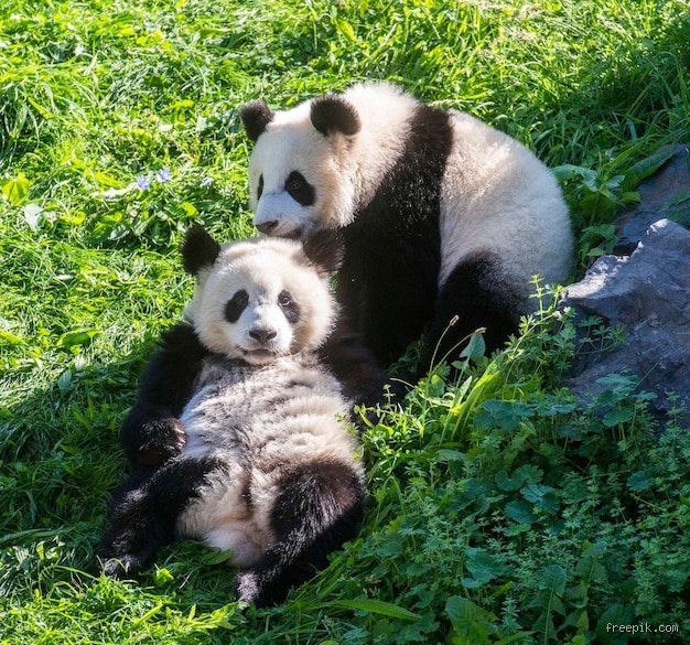 Was verbindet Katzen und Pandas wirklich? Die überraschende Wahrheit hinter der Verwirrung