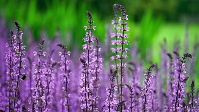 Welche Blume steht für Schmerz? Ein Blick in die Welt der Blumensymbolik