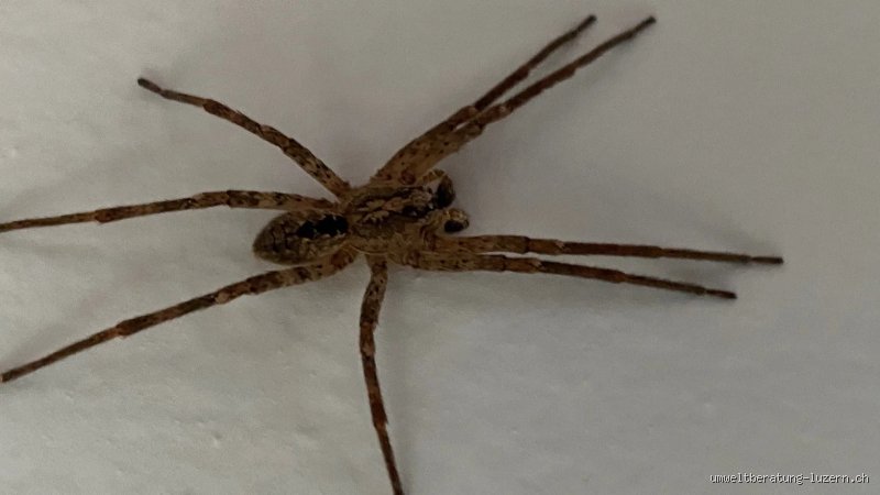 Welche Spinne ähnelt der Nosferatu-Spinne?
