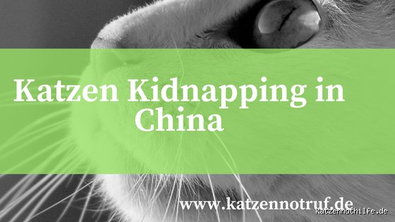 Werden in China Katzen gegessen? Eine ehrliche Antwort