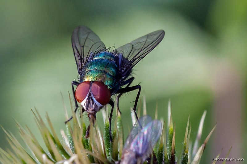Wie dumm sind Fliegen wirklich? Ein Blick hinter die sechs Beine