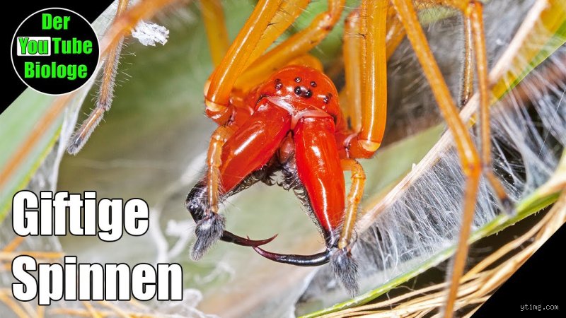Wie sieht der Biss einer Dornfingerspinne aus?