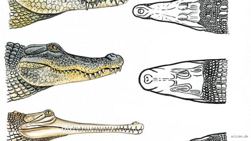 Wie trennt man Krokodil? Fachgerechte Zerlegung und Hautgewinnung