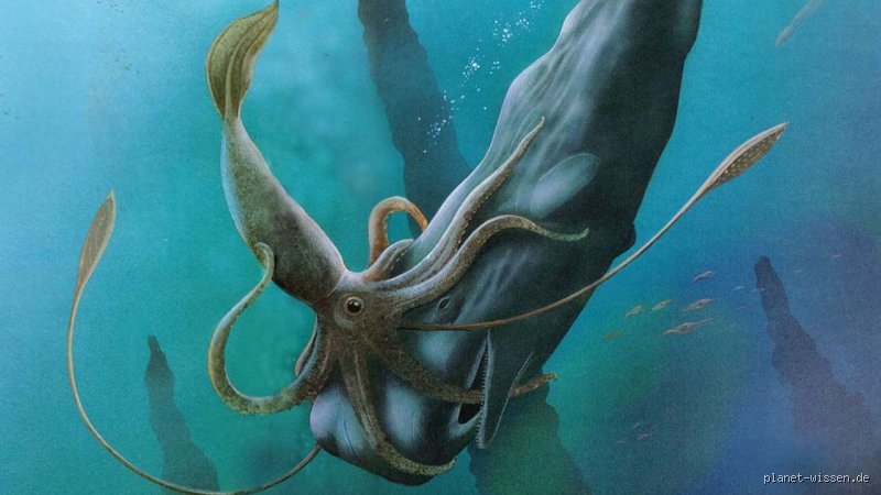 Wie viele Herzen hat ein Riesenkalmar wirklich? Die überraschende Anatomie des Tiefseeriesen
